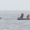 Rescuers Liberate Suffering Humpback Whale From Tangled Rope Near Sandy Hook